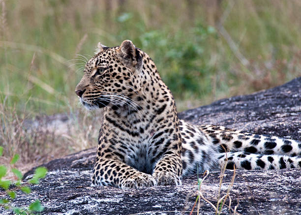 Alert leopard stock photo