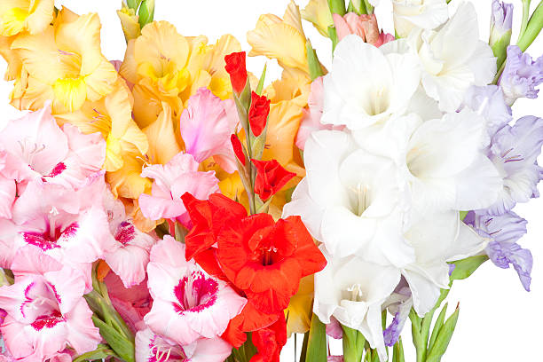 istock Bouquet of beautiful colorful gladioli 174467006