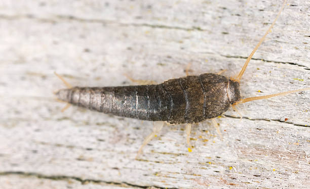 Closeup of silverfish sitting on wood stock photo