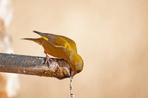 European Greenfinch (Chloris chloris) drinking water from a fountain. Blurred and natural background.