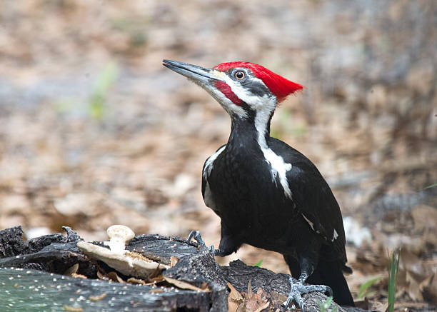 Pileated woodpecker stock photo