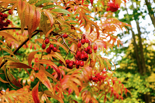 Rowan berries on tree. Autumn colorful season. Orange ashberry.