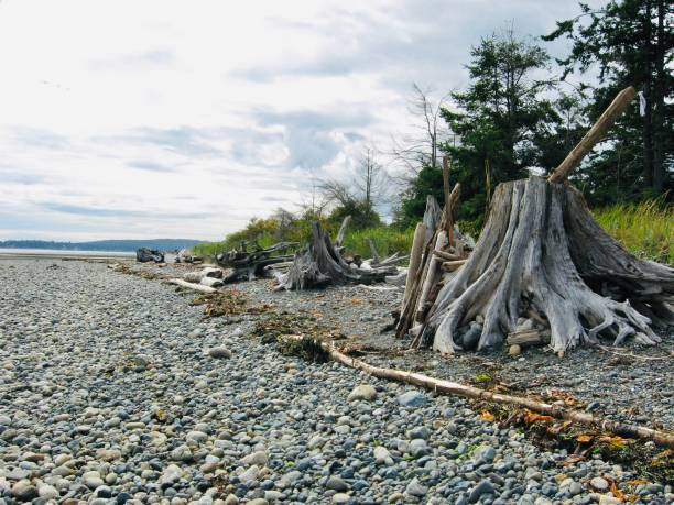 istock Rathtrevor Beach Provincial Park 1744712794