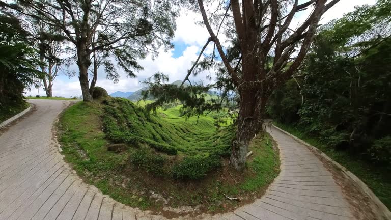 tea plantation of Cameron Highlands in Malaysia