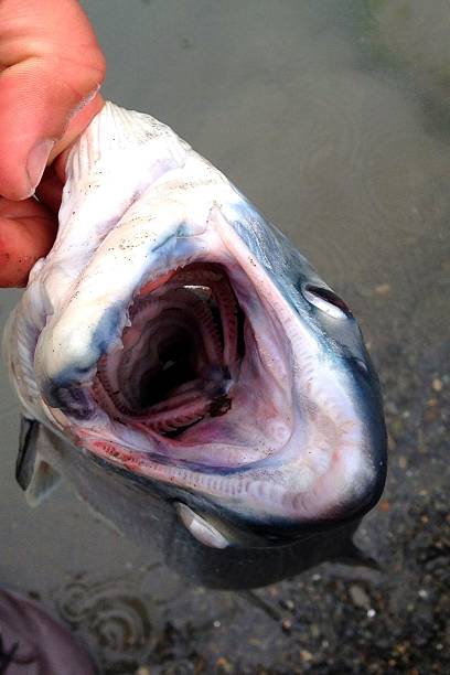 Salmon fish stock photo