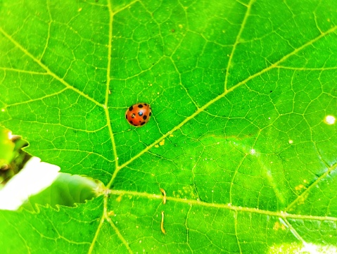 Ladybug perched on a green leaf