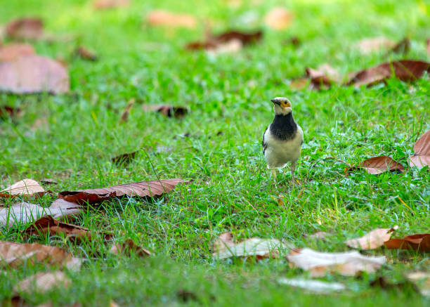 istock Black-collared Starling (Gracupica nigricollis)
Black-collared Starling (Gracupica nigricollis) Outdoors 1744715863
