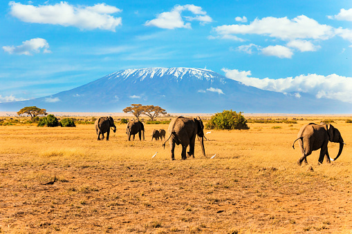 The famous African park Amboseli. The highest mountain in Africa, Kilimanjaro, with a cap of eternal snows on top. Herd of African elephants with huge ears and small tails