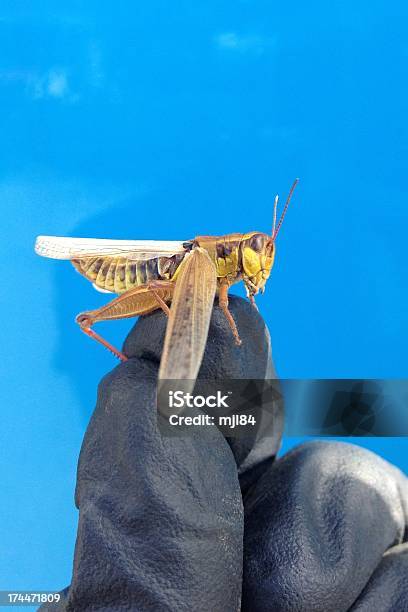 Heuschrecke Stockfoto und mehr Bilder von Fotografie - Fotografie, Grashüpfer, Grille - Insekt