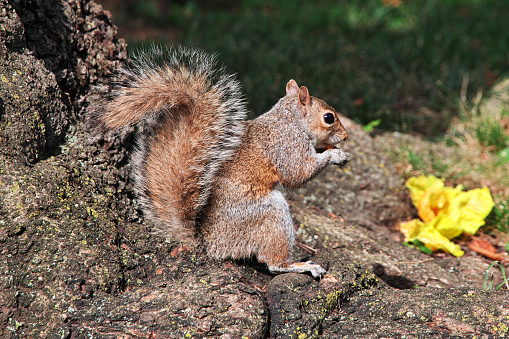 The Squirrel in Washington, USA