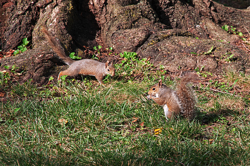 The Squirrel in Washington, USA