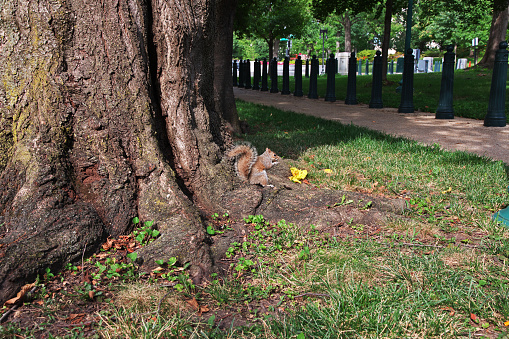 The Squirrel in Washington, USA