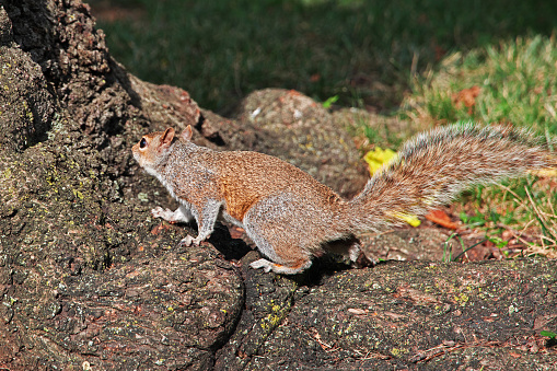 The Squirrel in Washington, USA