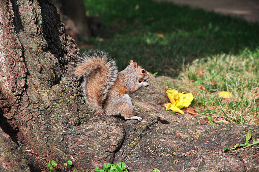 The Squirrel in Washington, USA