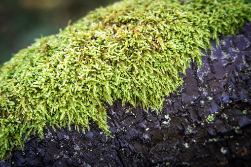 Green moss on a fallen tree in the autumn forest.