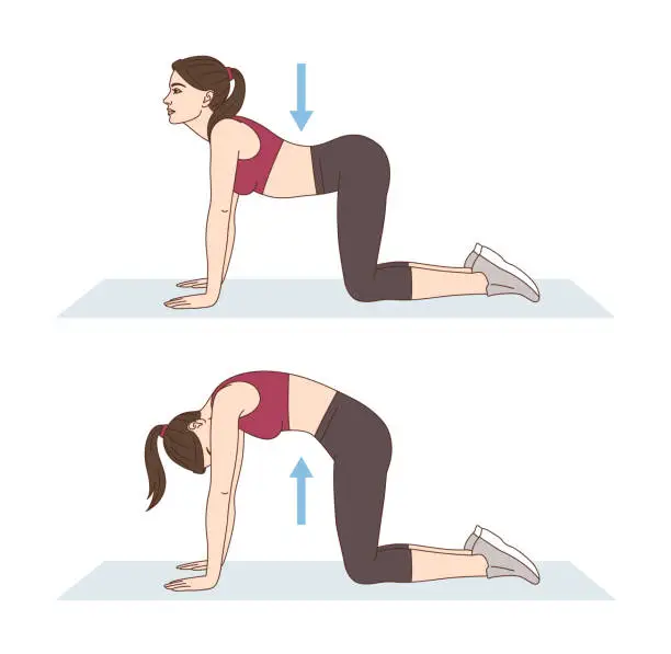 Vector illustration of A woman is doing sports exercises. Cat cow. Workout for back. Fitness for weight loss.