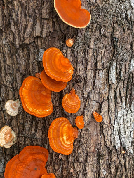 Mushroom in the wild