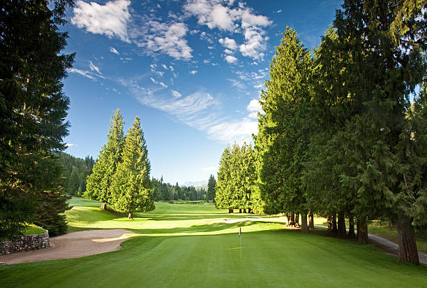 istock Sunny golf course in the mountain with pine trees 174474334