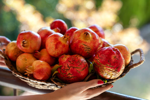 istock Autumn pomegranate harvest 1744743950