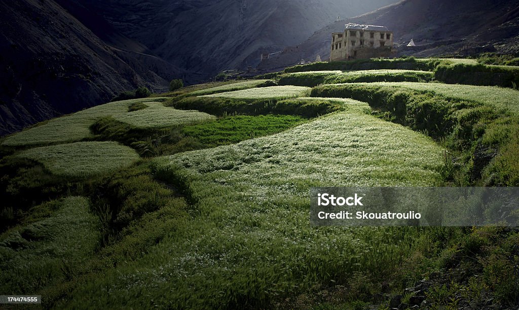 Terraza los campos - Foto de stock de Ladakh libre de derechos