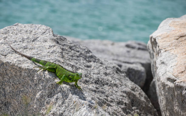 istock Iguana on the rocks at Miami Beach 1744747737