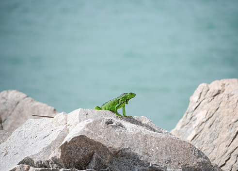 Iguana on rocks in Miami Beach Florida
