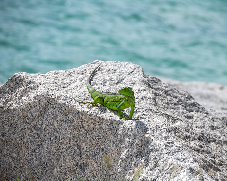 Iguana on the rocks at Miami Beach