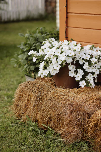 istock White petunias in terracotta pot on hay 1744747977