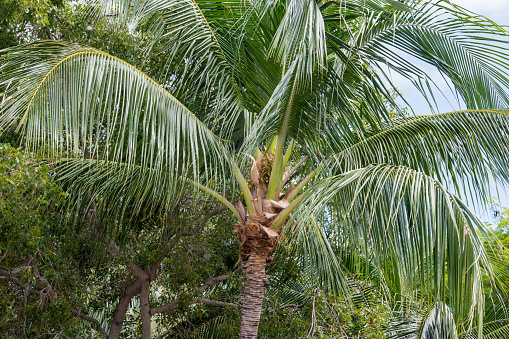 Horizontal extreme closeup photo of the silver grey green leaves of a Silver Fan Palm growing in a tropical garden in Spring. Byron Bay, subtropical north coast of NSW.