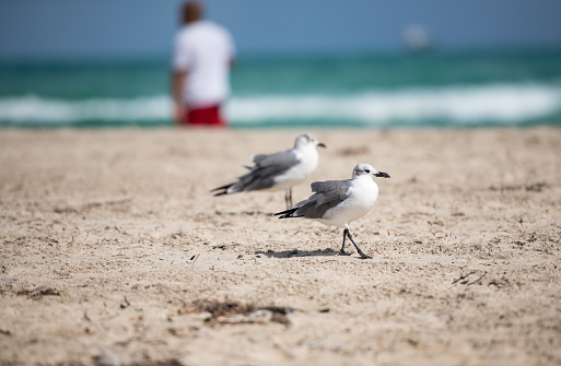 Sea birds on Miami Beach Florida