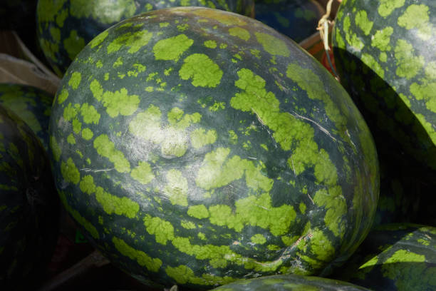 istock a green round watermelon among other watermelons. 1744748494