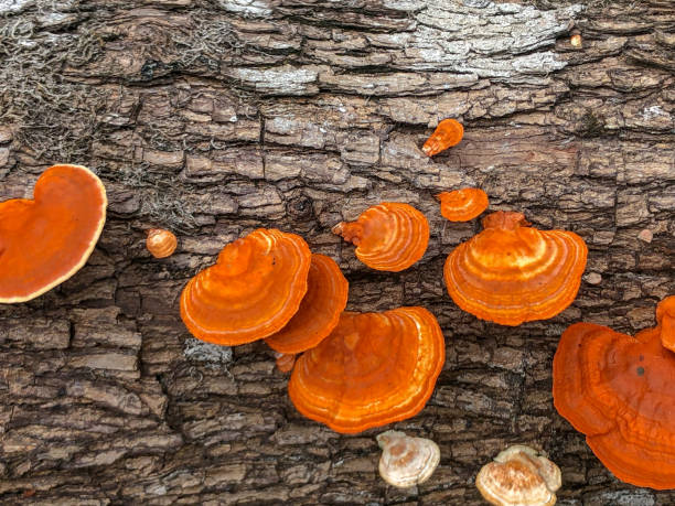istock Mushroom in the wild 1744749893