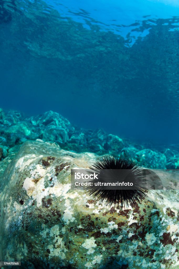 Vida marítima - Foto de stock de Erizo de mar libre de derechos