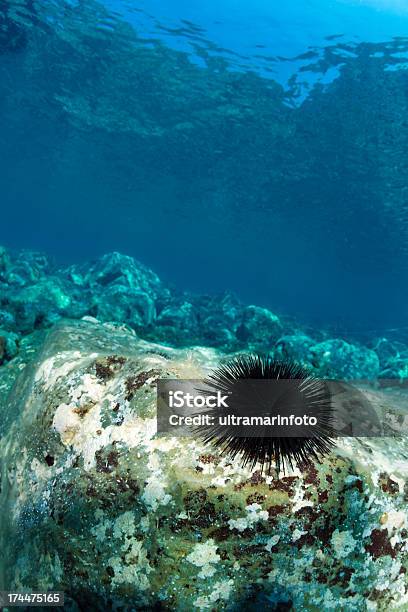 Photo libre de droit de Sea Life banque d'images et plus d'images libres de droit de Oursin de mer - Oursin de mer, Algue, Au fond de l'océan