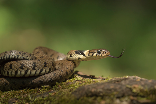 A male Grass Snake flicking its tongue to taste the air.