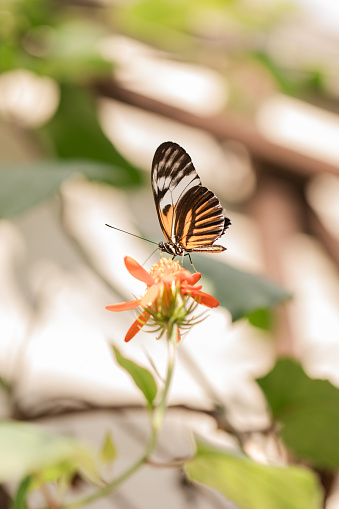 Colorful Butterfly on Brightly-Colored Butterfly Flowers in Full-Bloom and in Bright Sunlight in South Florida in the Fall of 2023.