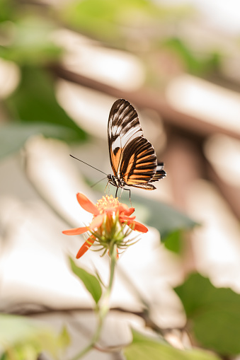 Chocolate Albatross butterfly in a lovely garden. Copy space. Tropical nature concept.