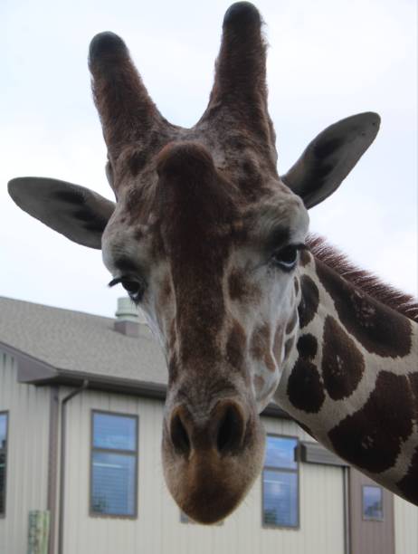 istock Rothschild Nubian Giraffes 1744752864
