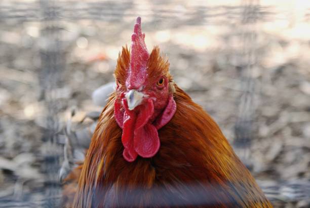 istock Close-up of chicken 1744758089