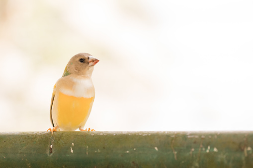 A Small Yellow Belly Bird on a Pole Outdoors in South Florida