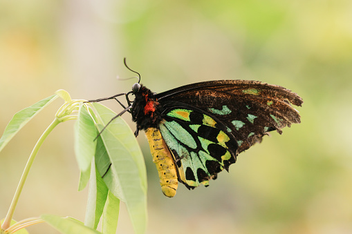 specimens of Peleides blue morpho butterfly, open wings, upperside, Morpho peleides, Nymphalidae