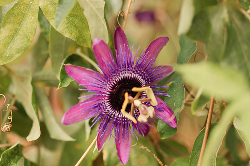 Macro View of a Brightly-Colored Purple Passion Flower Blossom in Full-Bloom and in Bright Sunlight in Florida in the Fall of 2023