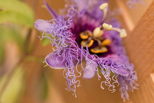 Close up of a wild passionflower vine in bloom with a passion fruit flower in purple and yellow