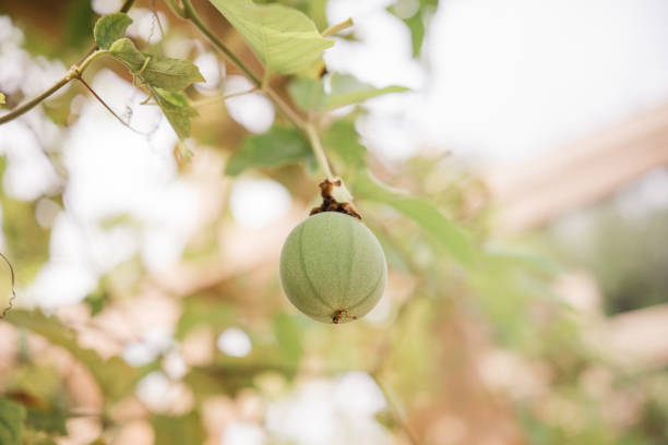 sweet granadilla isolated on white background.