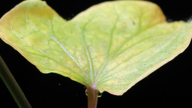 Sweet potato or sweetpotato (Ipomoea batatas) leafs growing, whitefly on them