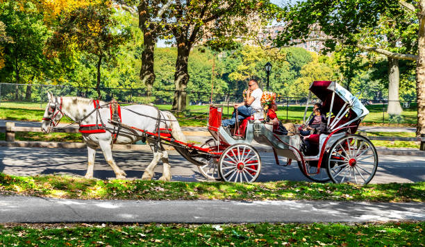 Central Park, New York, NY, USA – September 23th, 2023: Pouring rain in Central Park New York. A white carriage with tourists protected from the rain by screens is overtaken by a rickshaw whose driver cycles under an umbrella.