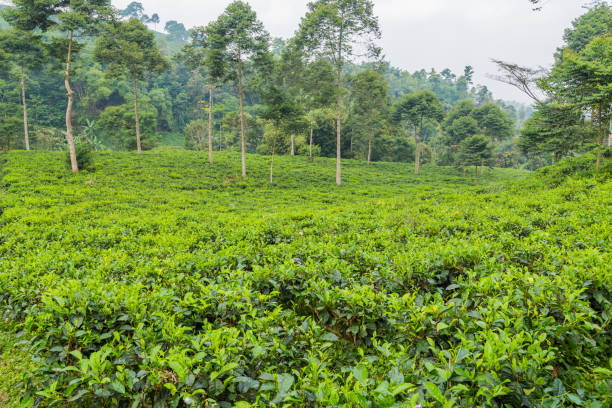 istock Green fresh tea leaves 1744770442