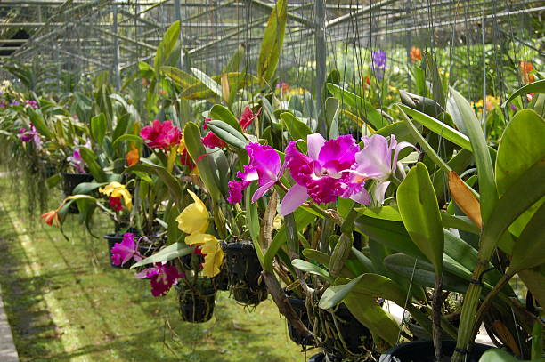 Garden of orchids near Chiang Mai in Thailand.