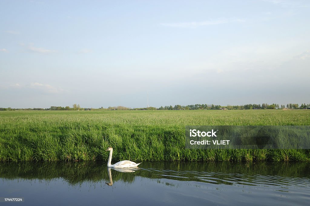 Swan en borda - Foto de stock de Agua libre de derechos