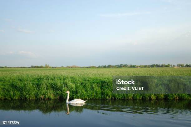 Swan En Borda Foto de stock y más banco de imágenes de Agua - Agua, Aire libre, Ajardinado